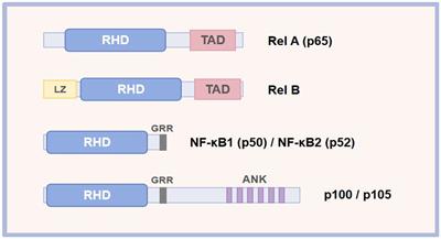 The roles and mechanisms of the NF-κB signaling pathway in tendon disorders